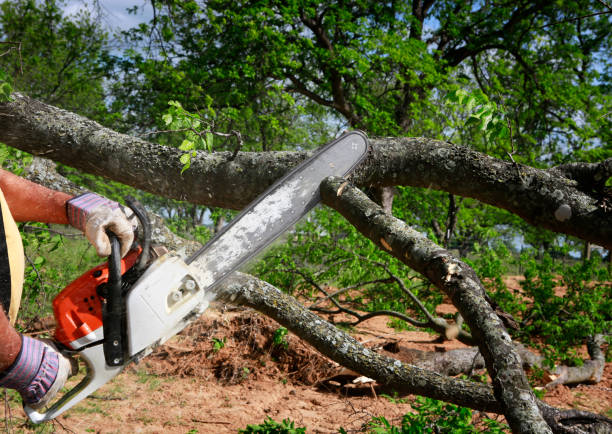 Professional Tree Service in Lochearn, MD